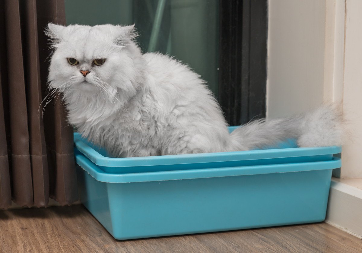 猫が頻繁にトイレに行く5つの原因と対処法