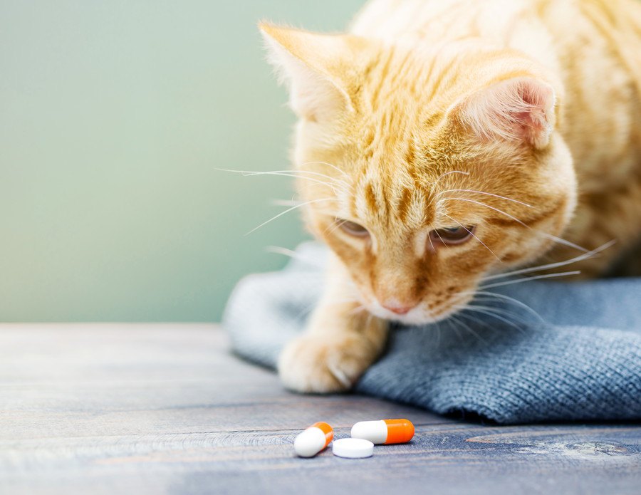 動物看護師が解説！猫ちゃんに上手にお薬を飲ませる方法
