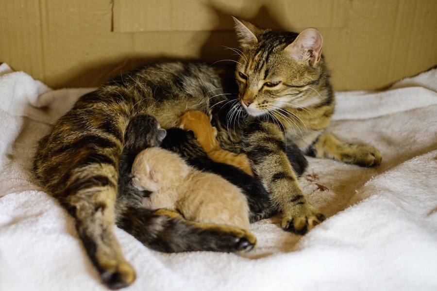 猫が出産にかかる時間と難産の時の注意点や対策