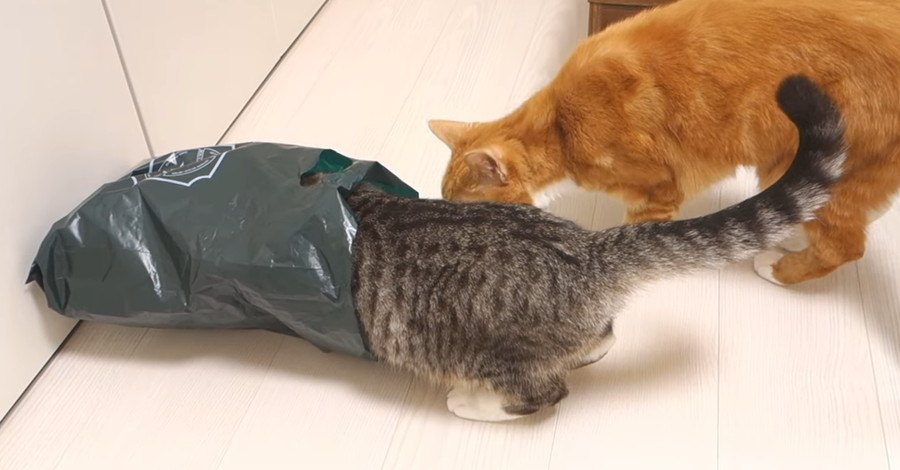 この袋いいにおいがするニャ！頭からINする猫さん！
