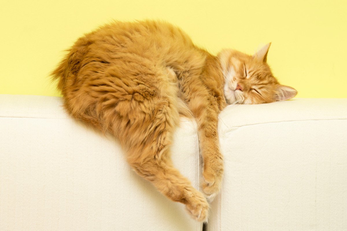 猫が『熟睡』している時の特徴3つ　見分け方のポイントとは？