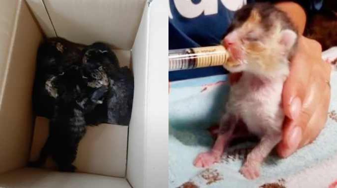 無惨に遺棄された6匹の子猫…一命を取り止め美猫へ成長
