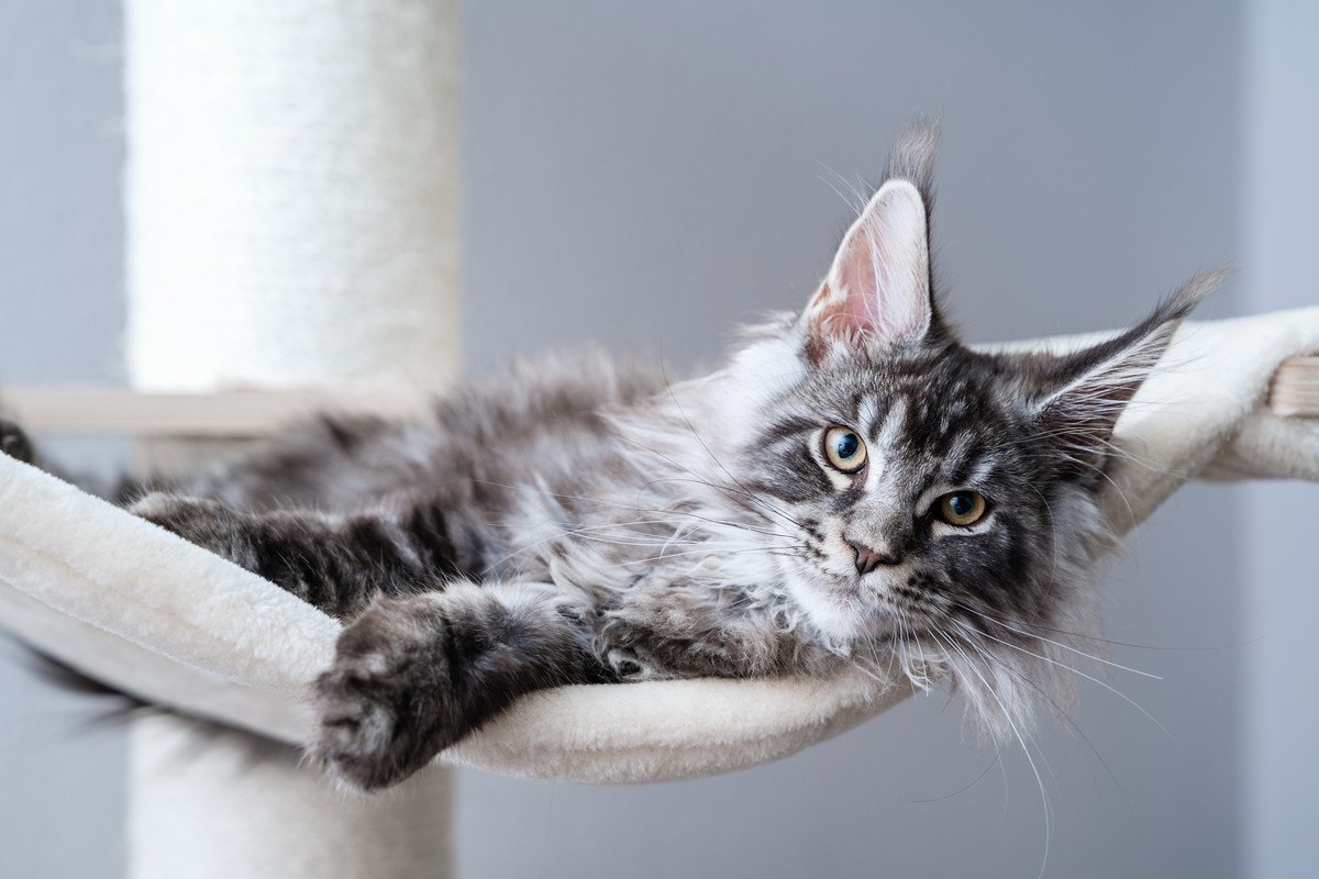 猫にとって「良い家」の4つの条件とは？愛猫に心地よく暮らしてもらうために住環境をチェック
