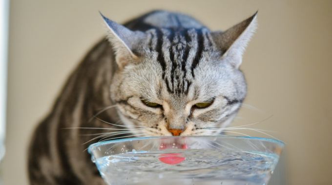 猫の危険な『水分不足』サイン4つ　発見時直ぐにすべきこととは