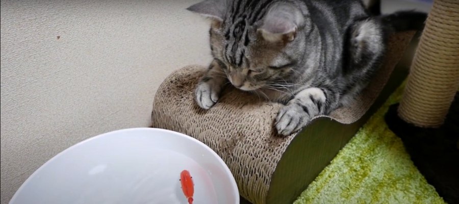 本物そっくりなお魚ロボットに釘付けな猫ちゃん♡
