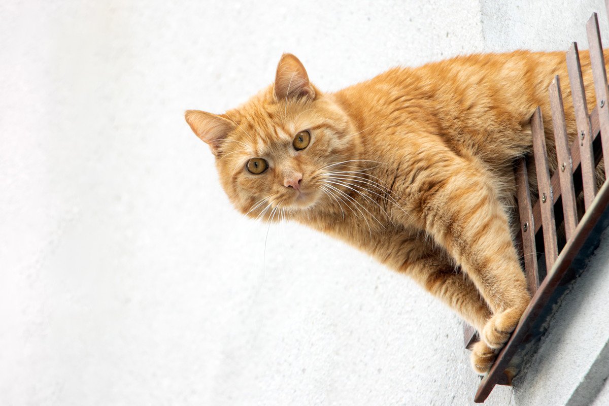 猫の『脱走』を防ぐ簡単な対策法5つ！失敗しないためのポイントとは