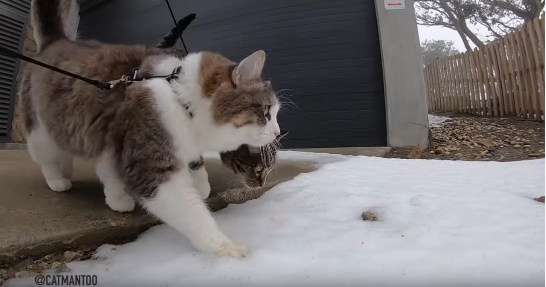 天才保護猫ディジャとビンディ、初めて雪を見る！