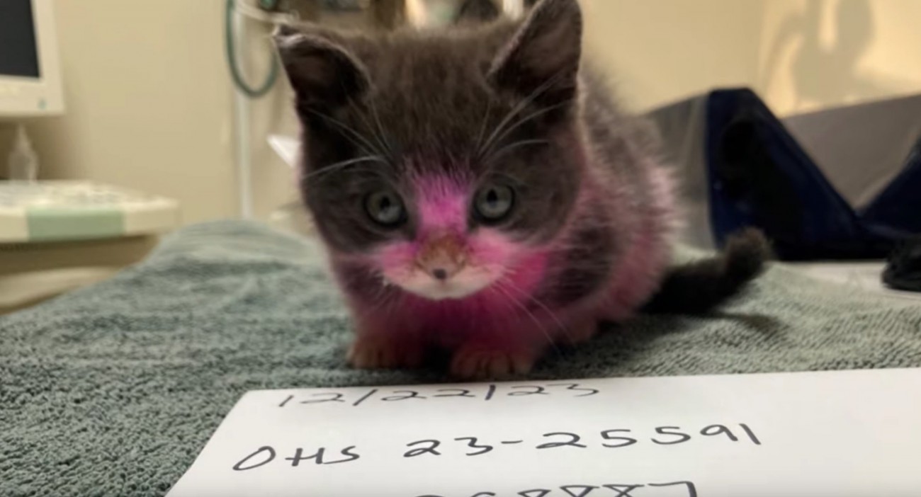 病院に『ピンクに染められた猫』が…体調不良になった恐ろしい原因とは