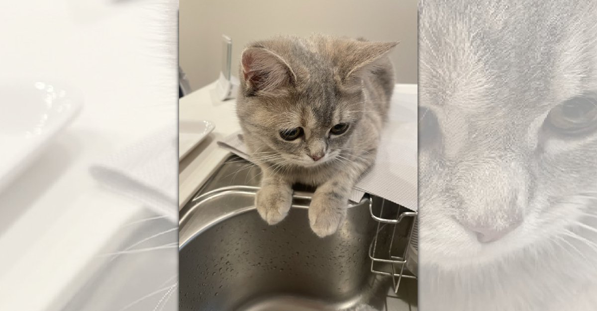 『洗い物、大丈夫にゃ？』不安そうに洗い物を見守る猫ちゃん「困り顔」「なにが心配なのかな？」