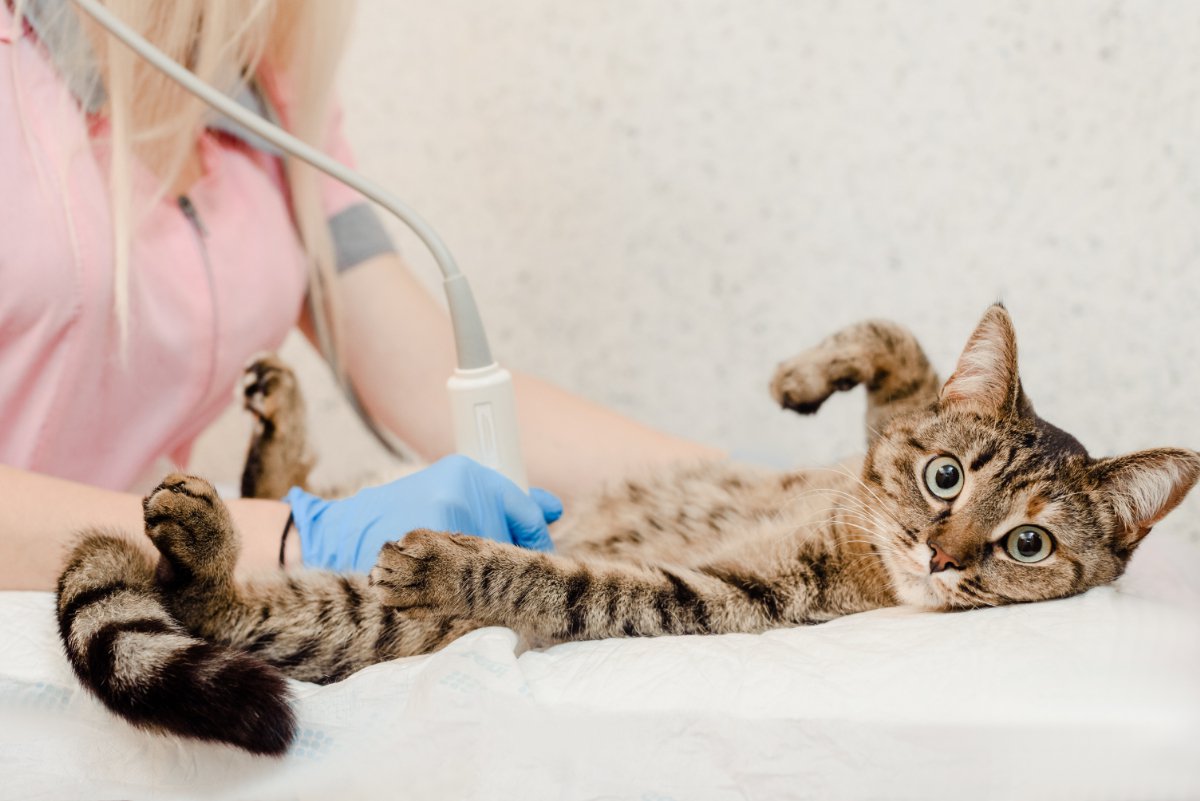 猫の突然死の原因ともなる『心筋症』気になる症状や治療法　予兆をつかむ方法はある？