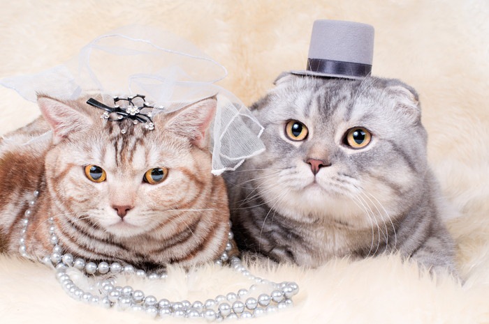 猫と触れ合う婚活パーティーの内容