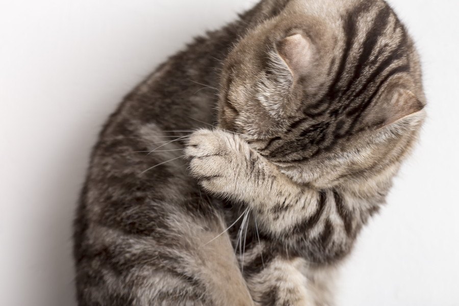 猫のストレスに繋がる『過剰なお世話』5つ！猫にとって心地よいお世話のあり方とは？