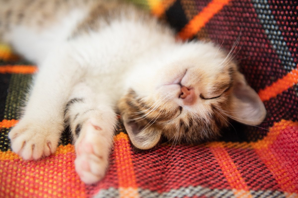 猫に必要な睡眠時間はどれくらい？『寝不足』が招く危険なトラブル4つ
