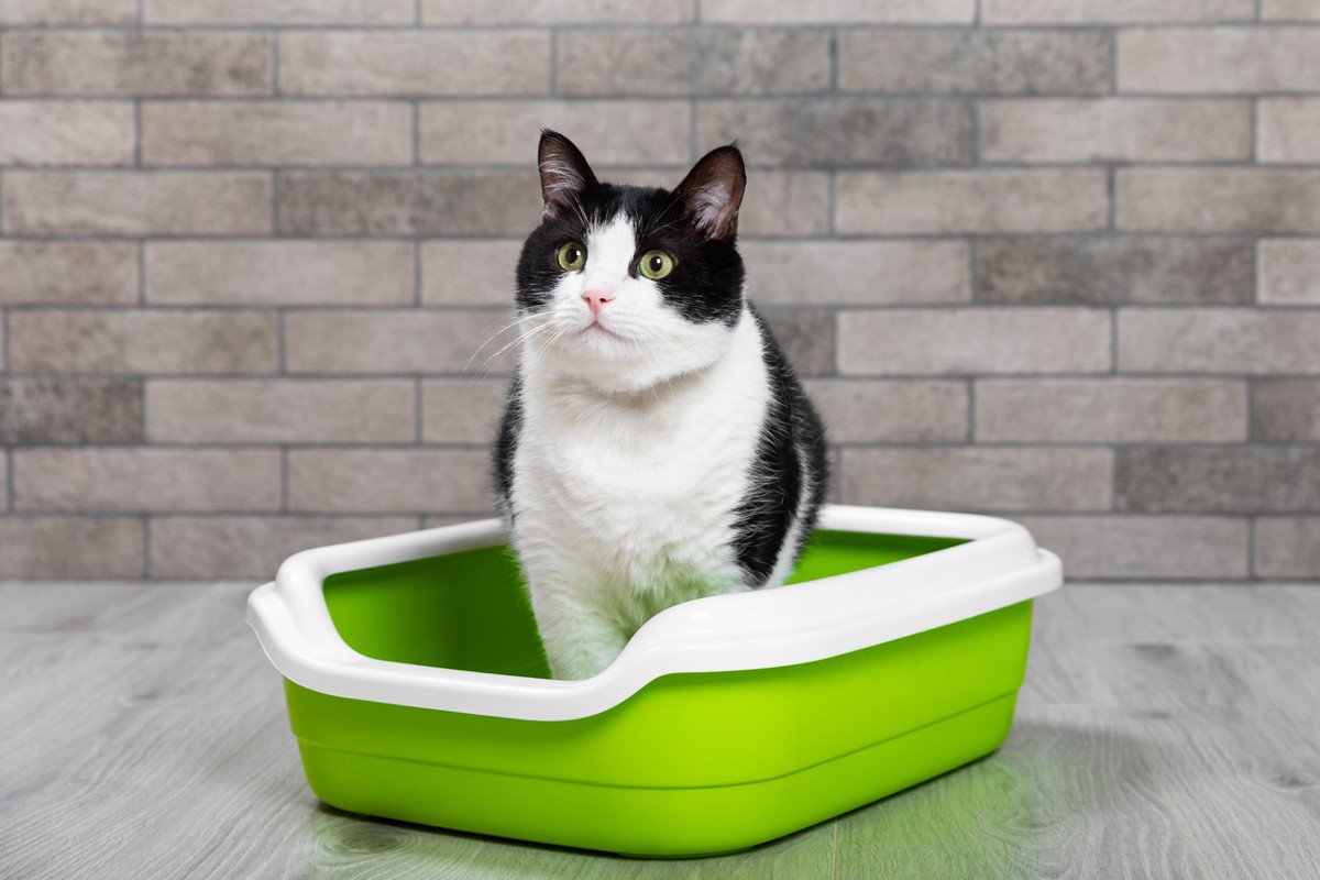 猫にとって快適な『良いトイレ』の条件4つ　状態や場所、猫砂の種類…猫が喜ぶ最適解