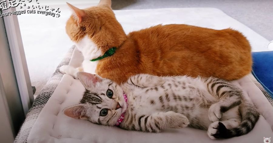 寄り添って寝るほど仲良しになってきた子猫と先輩猫！