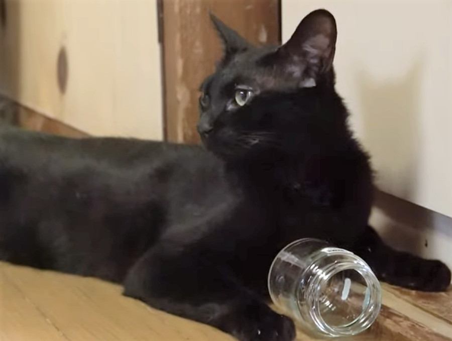 空き瓶の新しい使い方を猫ちゃんから学ぶ
