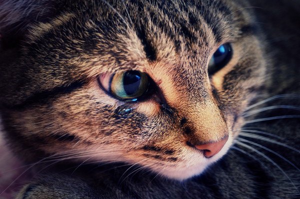 猫の目の病気の症状を解説！目やに、赤い涙が出たら？目薬も紹介