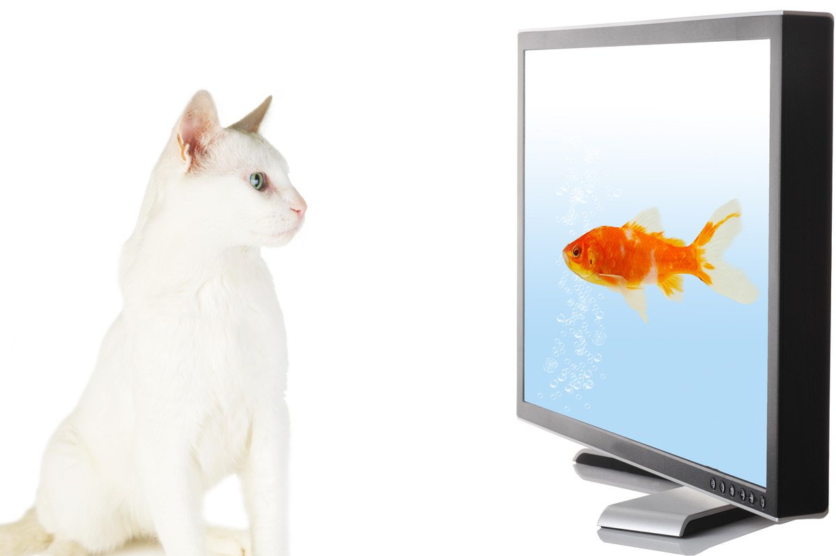 猫が『テレビ』を見つめるのはなぜ？3つのワケ