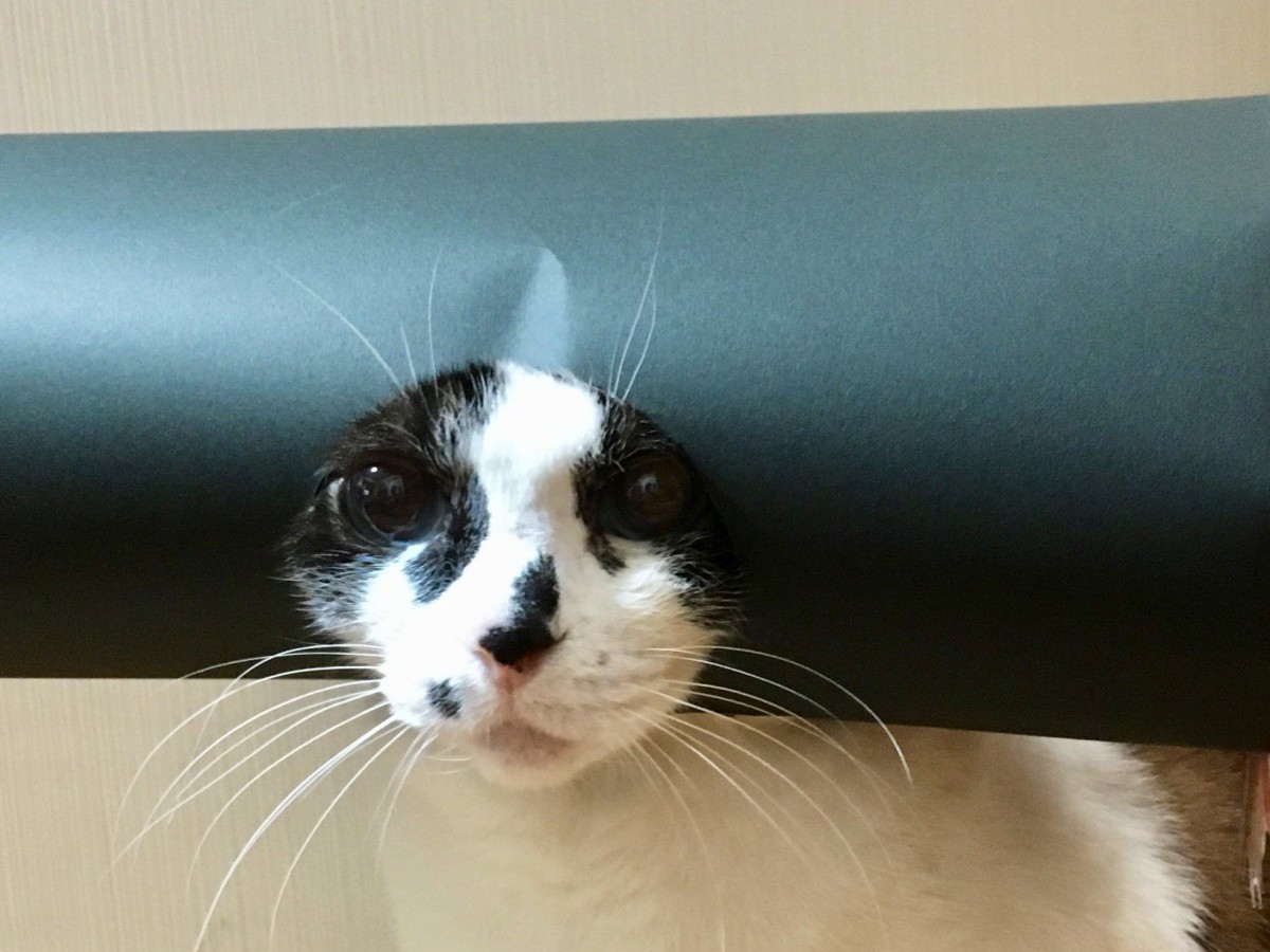 『にゃんにゃんとう』！恵方巻きに変身した猫がTwitterで大人気♡