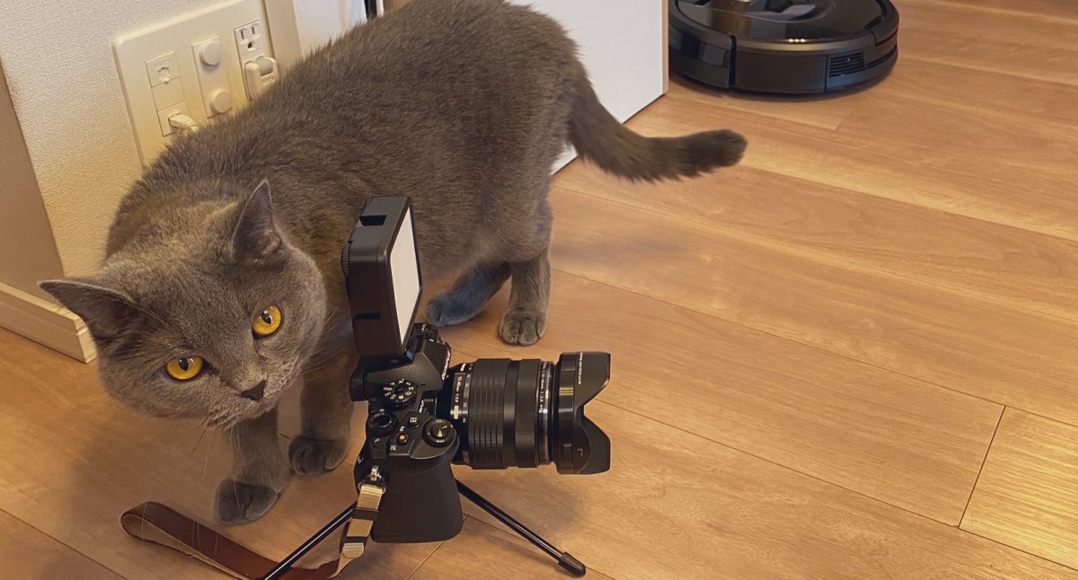 一流モデル猫さんを写真に撮る名カメラマンな猫さんがツイッターを席捲！