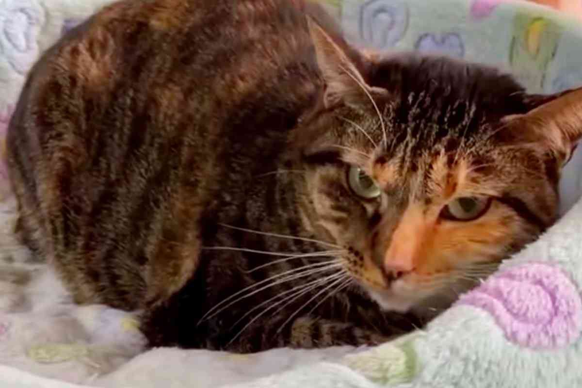 首を噛まれた瀕死の子猫…危篤を乗り越え奇跡の回復！