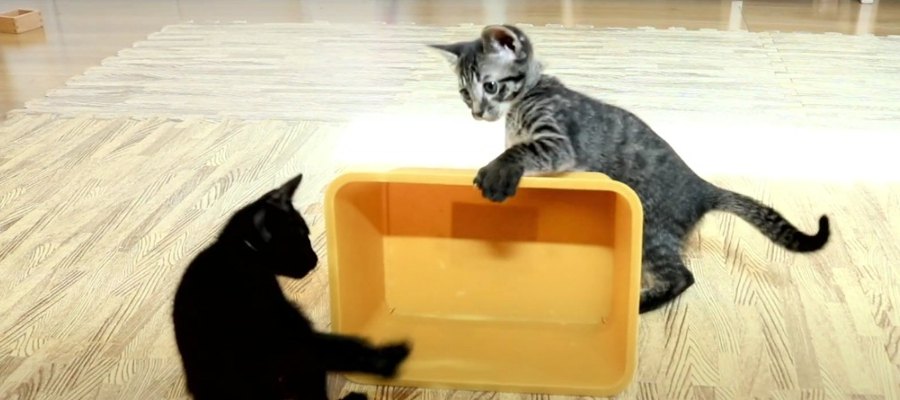 子猫ちゃん達に愛される魅惑の箱バトル！