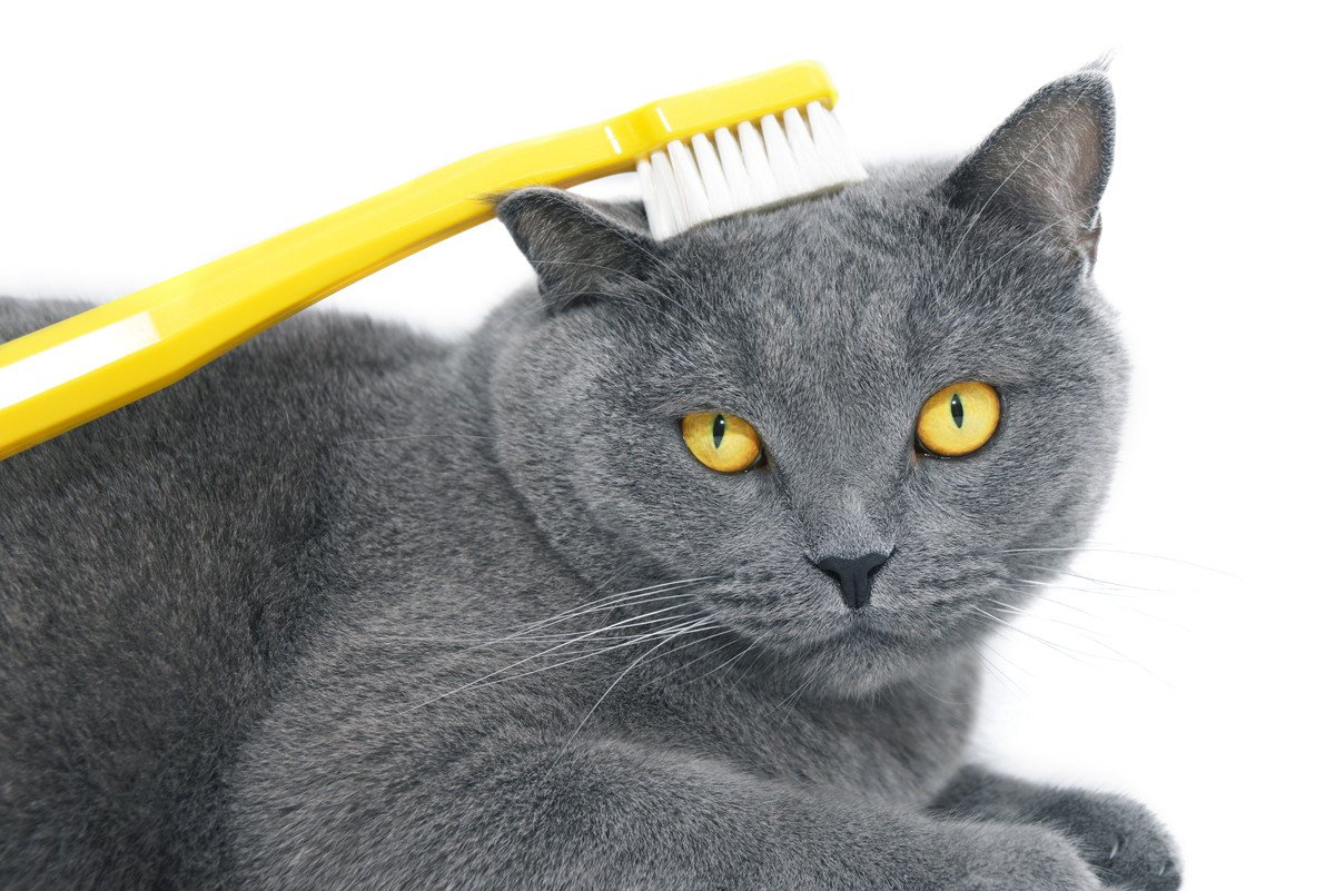 猫がうっとりする『歯ブラシマッサージ』！やり方や気をつけるべきポイントをご紹介