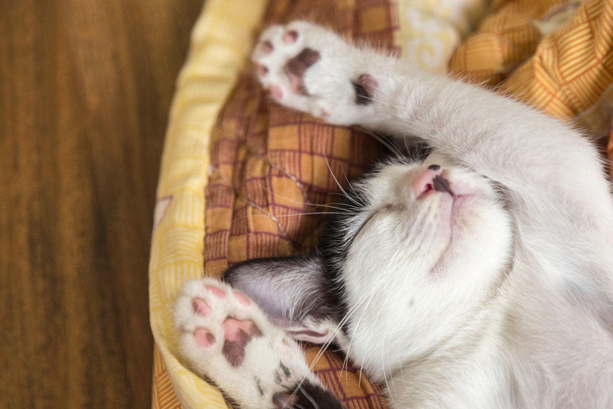 猫の『睡眠』についての知識いくつ知ってる？4つの真実と人との違い