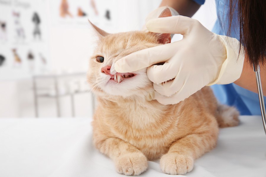 猫の歯茎が白い、考えられる原因は？治療法も解説