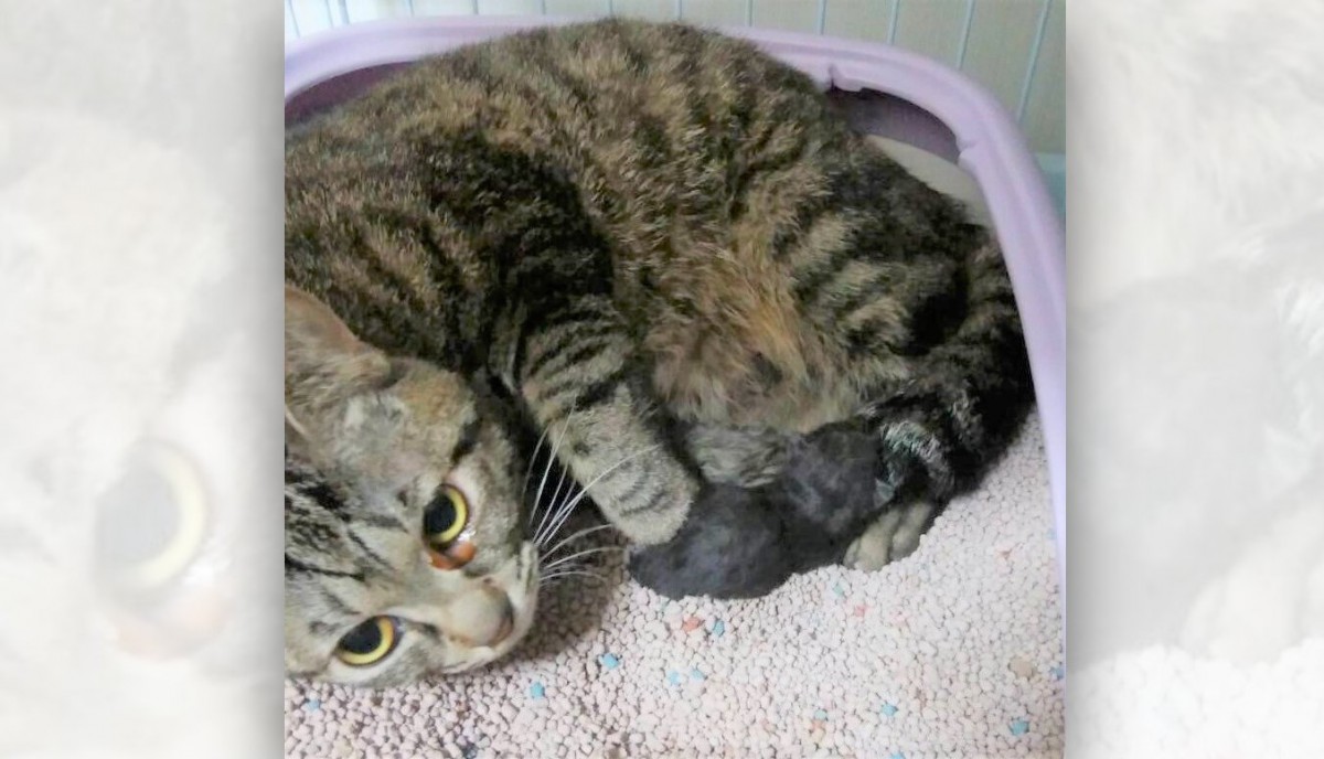 間に合ってよかった…臨月で保護された母猫、移動してすぐの出産・子育て