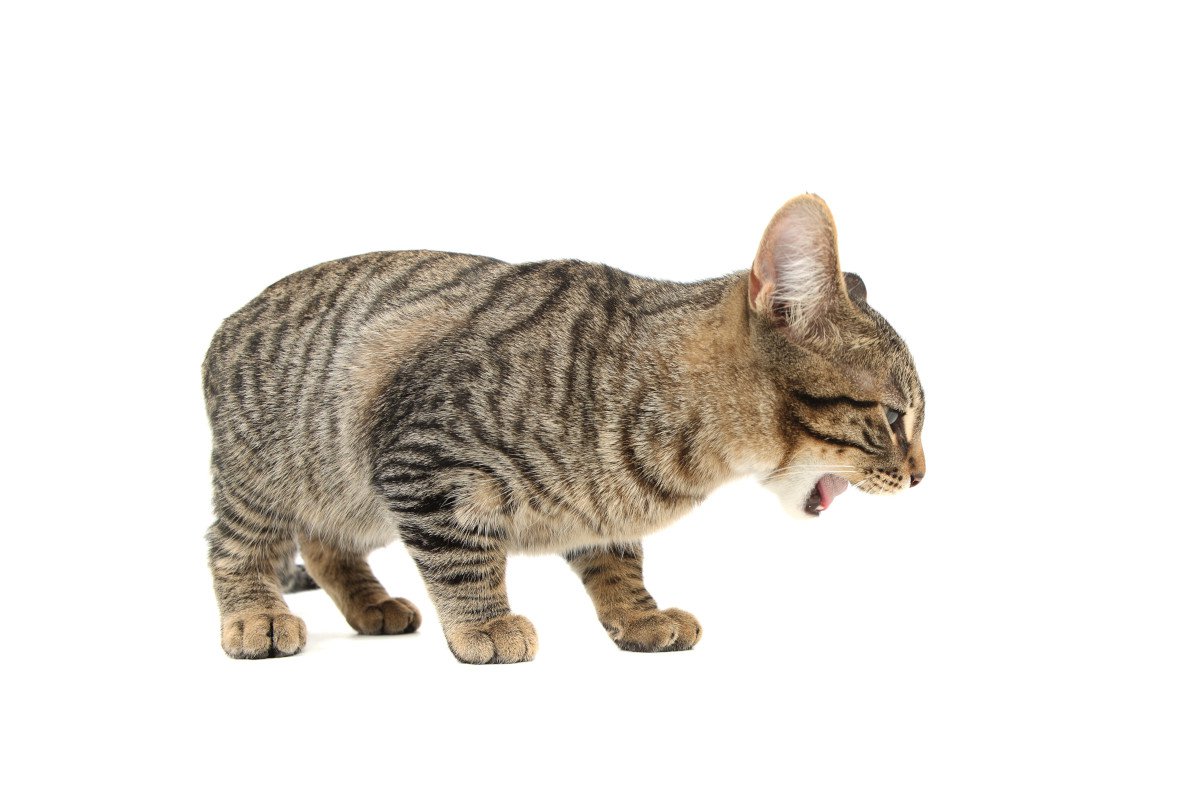 猫の寿命を縮める『嘔吐』とは？見極めのポイントと予防策