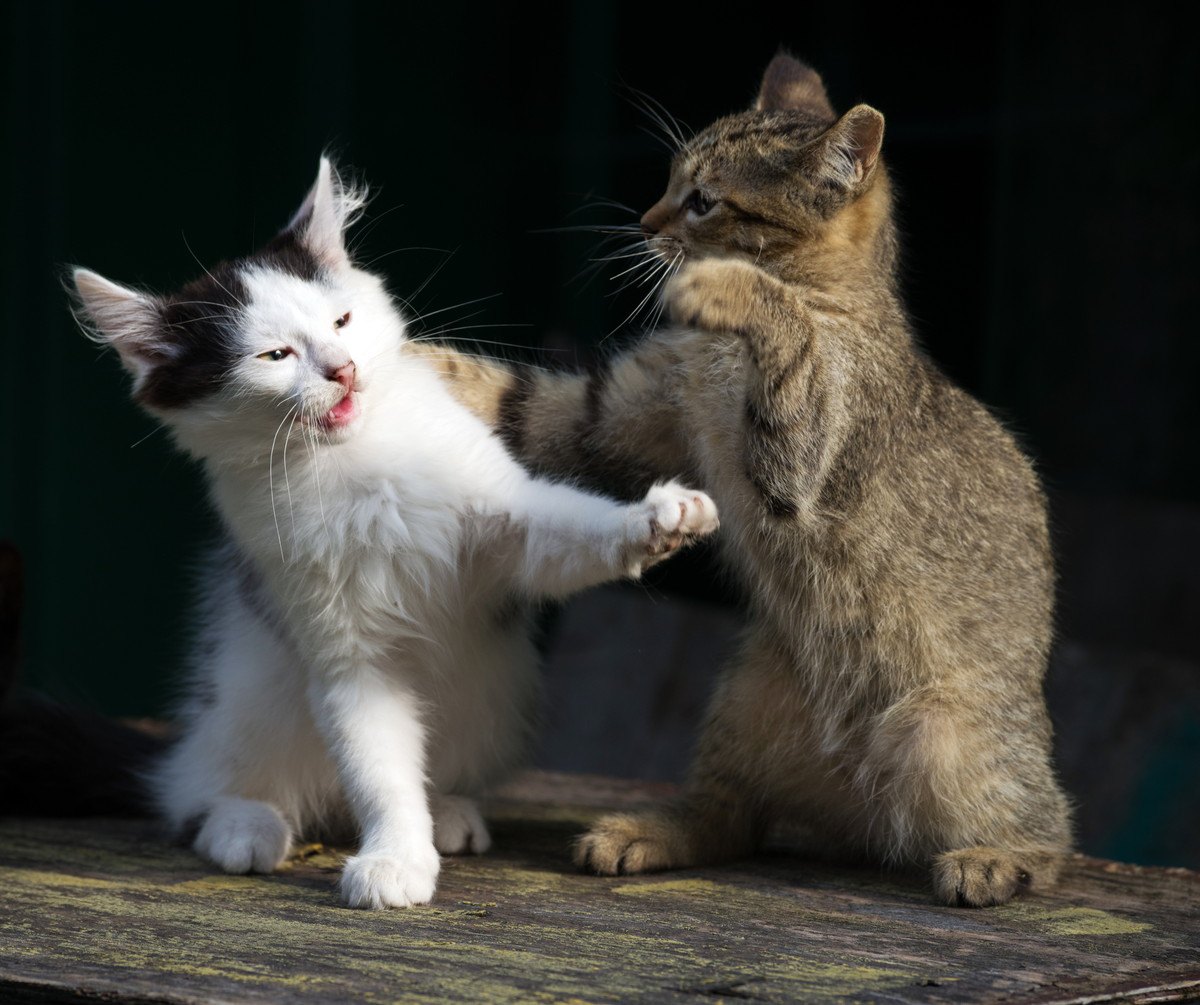 猫パンチは友情の始まり！？猫同士がしている『親愛の表現』5つ