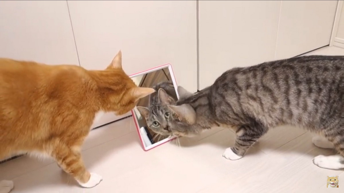 「この猫はだれにゃ？」鏡にうつる美人猫の謎を解明せよ！