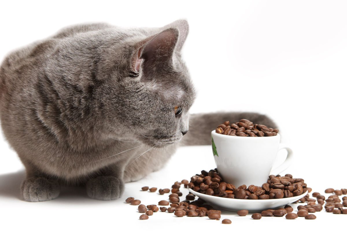 猫に『コーヒー』はNG！その理由と誤飲した場合の症状、対処法を解説