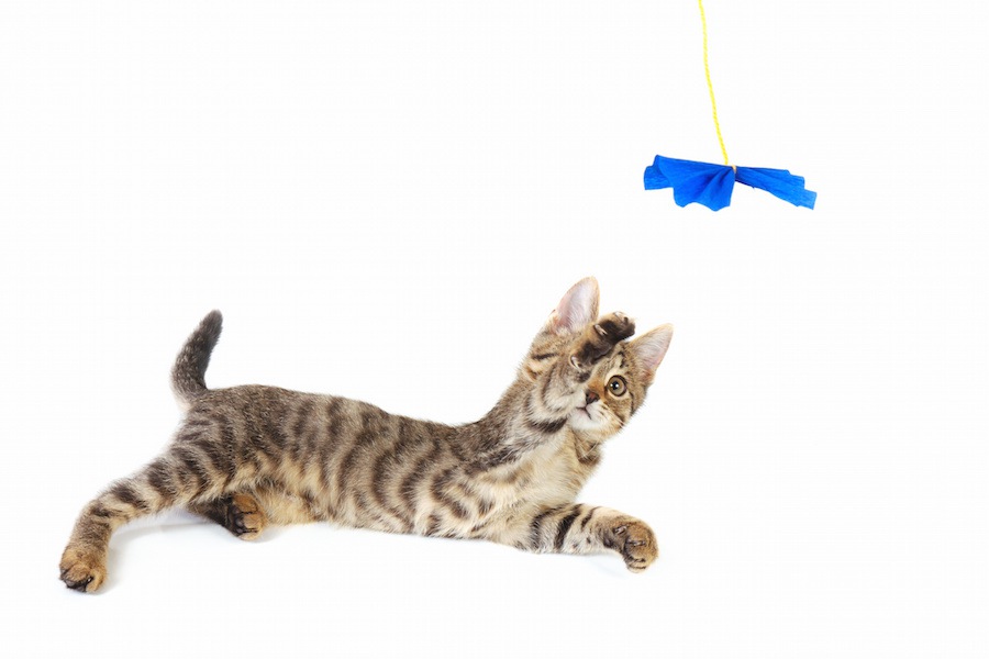 猫どんなおもちゃに喜んでくれる？おすすめのおもちゃの種類を7つご紹介！