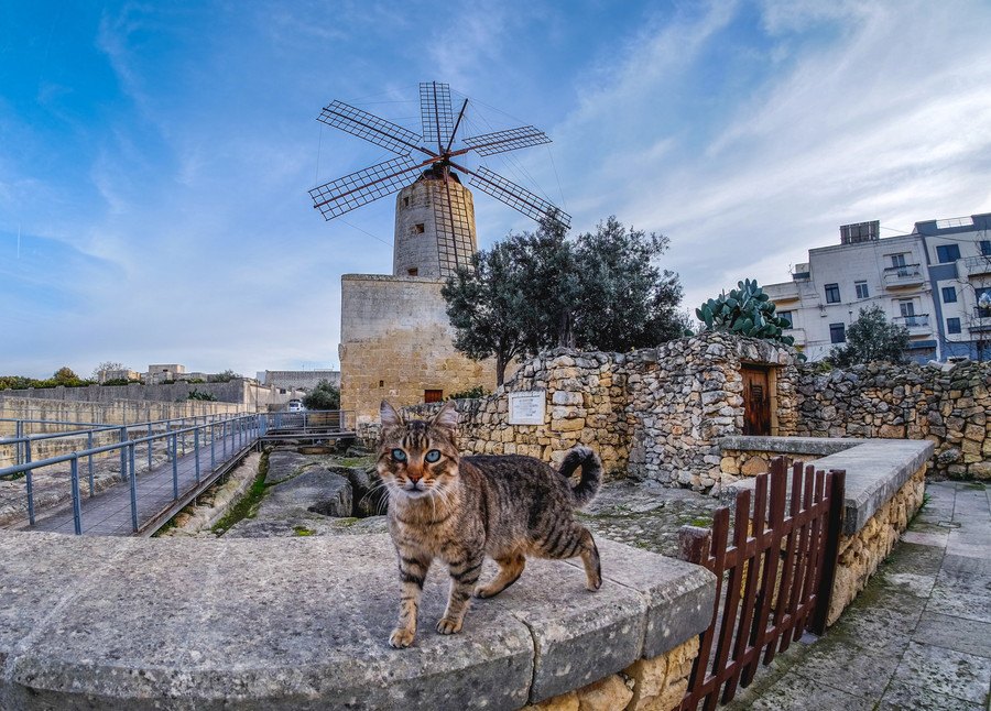 猫の楽園『マルタ島』地中海の美しい島で猫に出会えるスポット5選