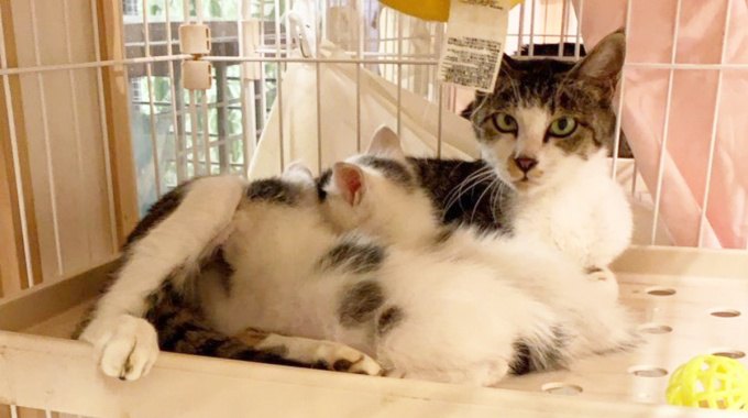 3本足の母猫を保護…2匹の子猫たちとの行く末は？
