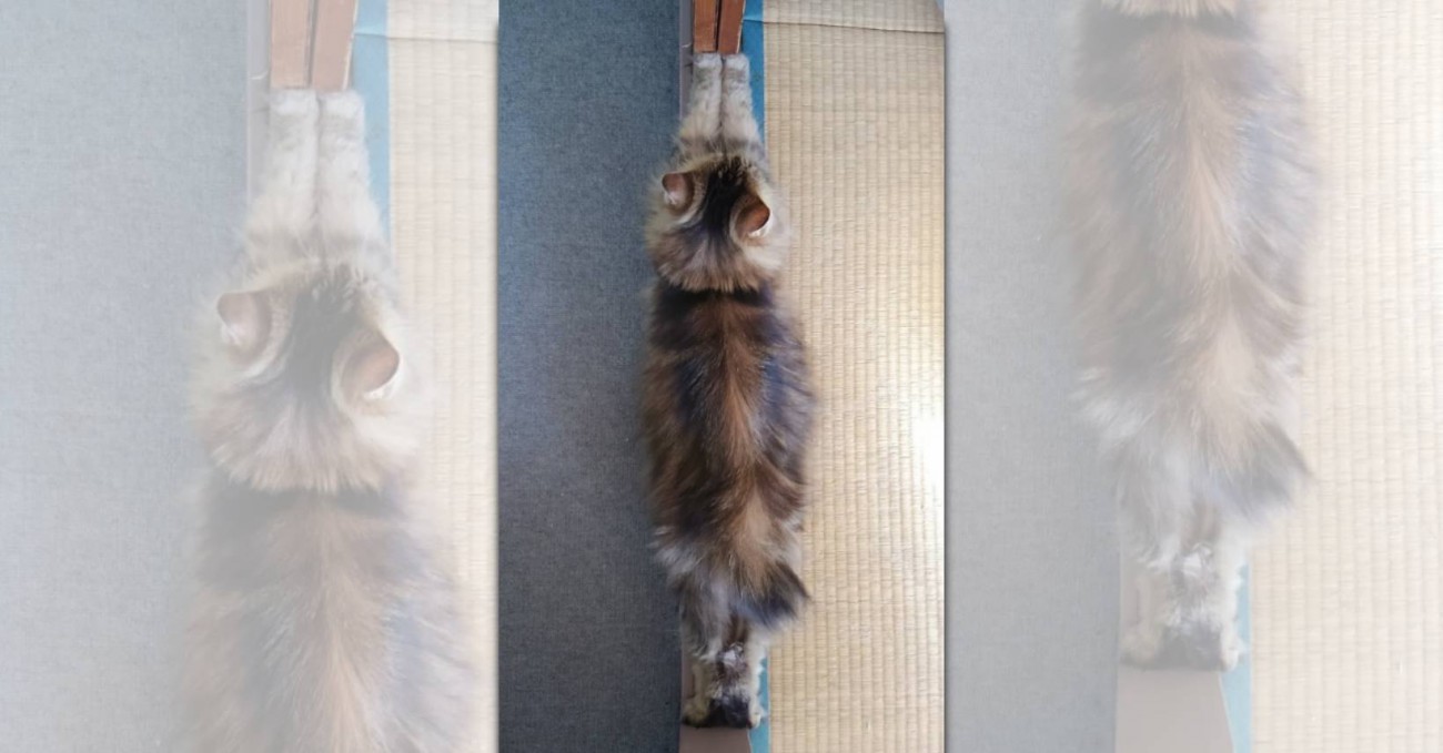 『伸びた猫は襖一枚分』説が浮上！話題の画像にネット民騒然！