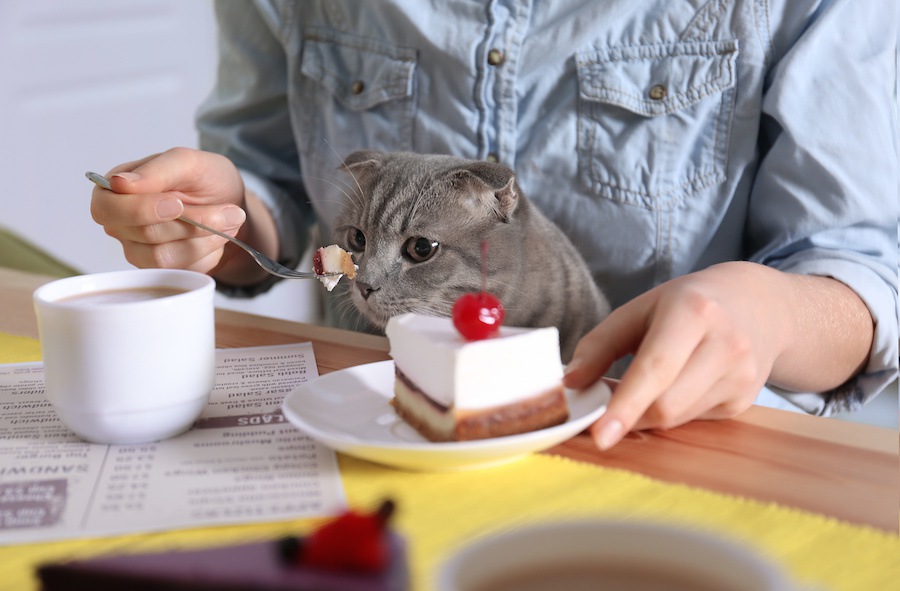 猫が飼い主のご飯を狙う４つの理由と対策法