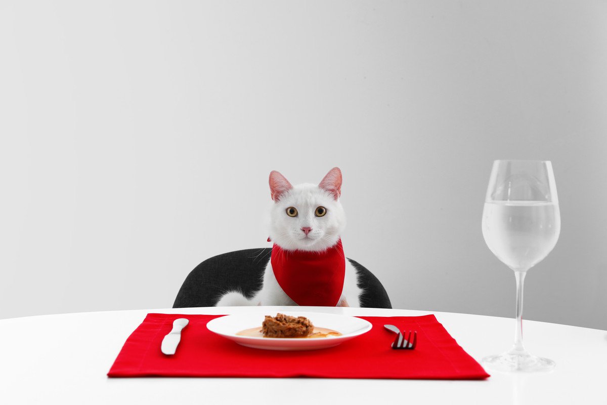 猫にとっての『良い食器・悪い食器』2つの特徴　実は重要な食事タイムの分かれ道