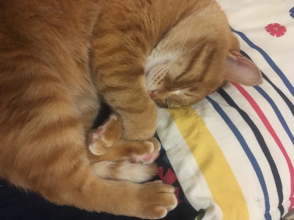猫が飼い主の枕を使って寝る理由３つ