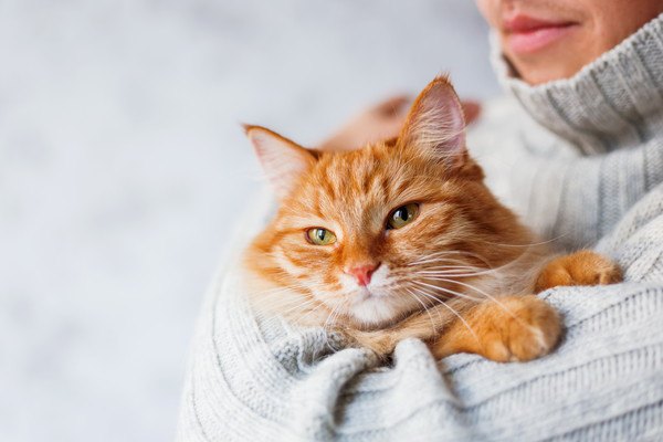 エキノコックスが猫に感染した時の症状や検査の方法