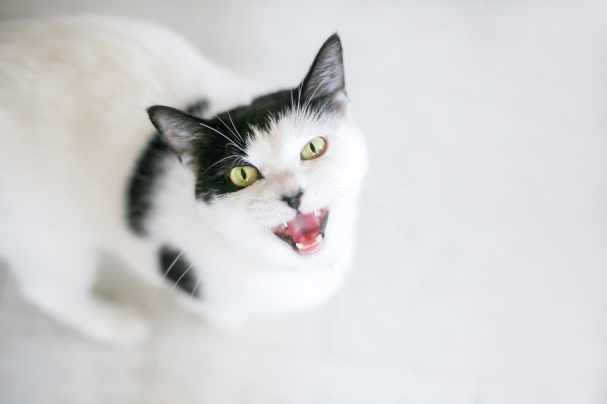 猫が『低い声』を出す4つのタイミング！知っておくべき訴えたいこととは？