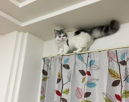 猫はなぜ高いところから降りられなくなる？