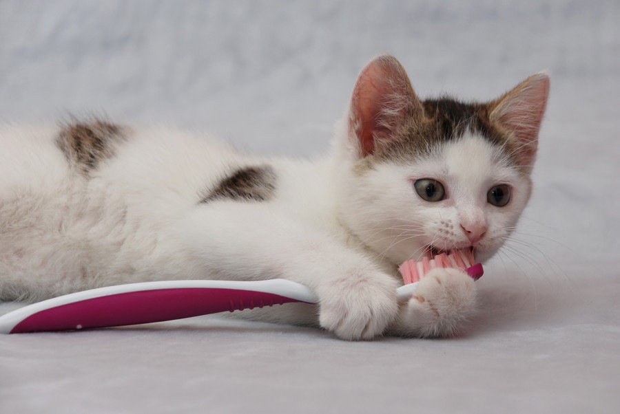 猫の「歯磨きおやつ」オススメ4選！上手に歯磨きする方法は？