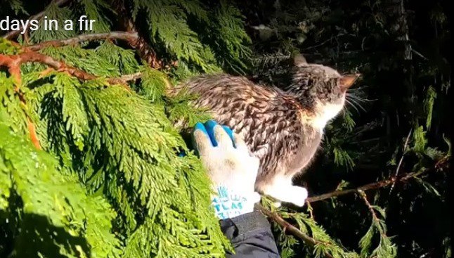 地上21メートルの木の上でずぶ濡れ…過酷な4日間を生き抜いた猫