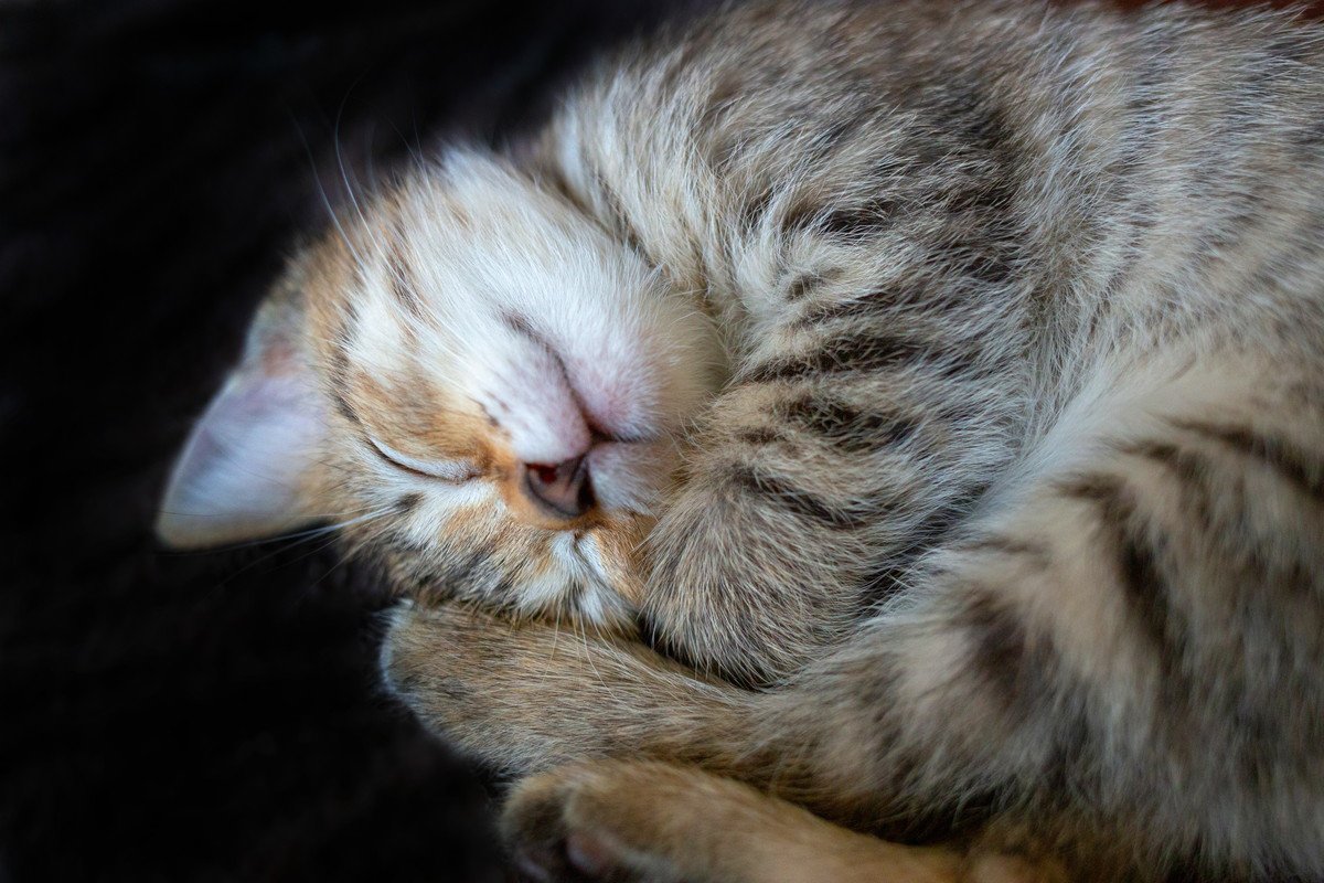 猫が『体を丸めて眠る』のはなぜ？4つの意味