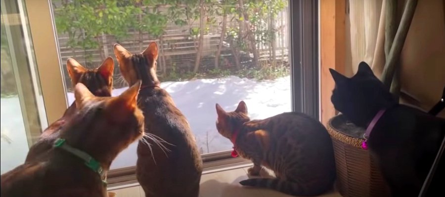 お庭に雪！初めての積雪に興味津々の猫さんたち♡