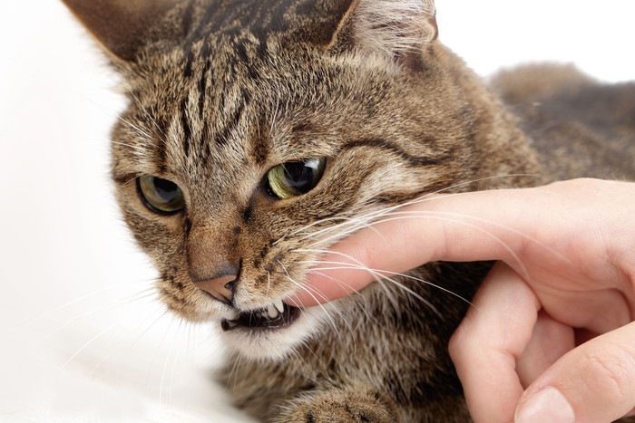 猫が嘔吐する原因とは？問題が無い場合と危険な症状