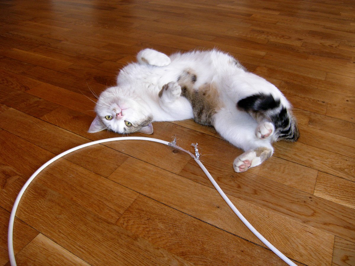 猫の『感電事故』に注意！感電しやすい状況や応急処置、治療法３つ